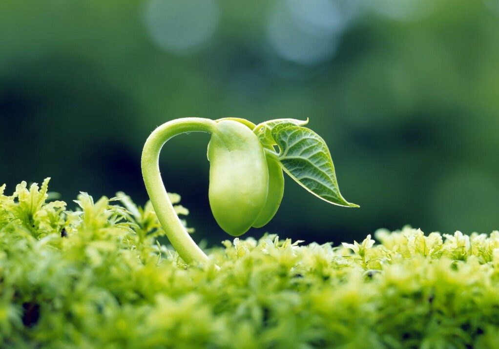 plant