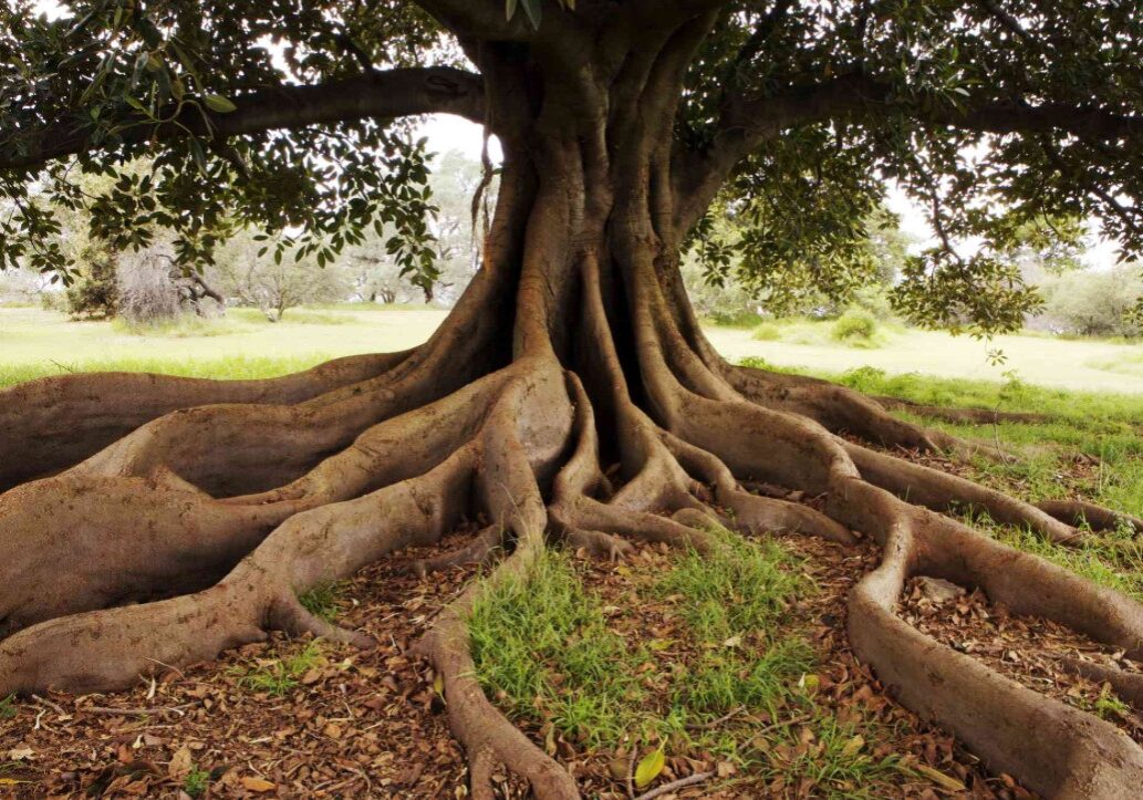 treeroot